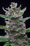 Tropicana Cookies Auto Feminisiert Samen