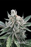 Polar Gelato Feminised Seeds