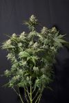 Orange Sherbet Fast Feminized Seeds