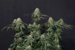 Tropicana Cookies Fast Feminized Seeds