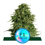 Cosmos F1 CBD Auto Feminisiert Samen
