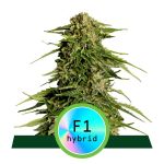 Epsilon F1 Auto Féminisée Graines