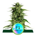 Hyperion F1 Auto Féminisée Graines