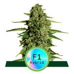 Medusa F1 Auto Feminisiert Samen
