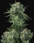 Original Moby Dick Auto Feminized Seeds