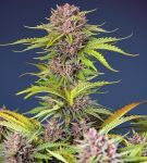 Mimosa Bruce Banner XL Auto Feminisiert Samen