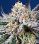 Orange Apricot Glue XL Auto Feminisiert Samen