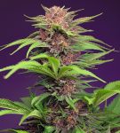 Red Mimosa XL Auto Feminizowane Nasiona