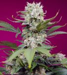 Sweet Mandarine Zkittlez XL Auto Féminisée Graines