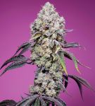 Sweet Mandarine Zkittlez F1 Szybko Feminizowane Nasiona