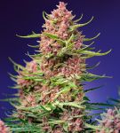 Strawberry Cola Sherbet F1 Schnell Feminisiert Samen