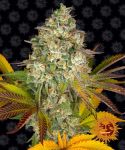 Cookies Kush Auto Féminisée Graines