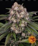 OG Kush Auto Feminisiert Samen