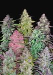 Fastbuds Mixed Pack Auto Feminizowane Nasiona