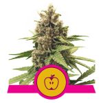 Apple Fritter Féminisée Graines