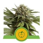 Apple Fritter Auto Feminizowane Nasiona