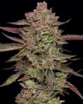 Gazzurple Feminized Seeds