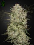 Highcloudz Auto Féminisée Graines