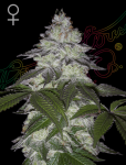 Milky Dreams Feminizowane Nasiona