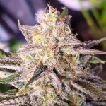Microverse Morsels Auto Feminised Seeds