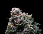 Tropical Cooler Feminized Seeds