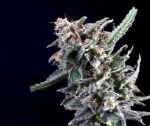 Cherry Lime Reserve Feminized Seeds