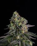 A.B. Parfait Feminized Seeds