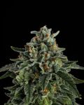 Jet Puft Feminized Seeds