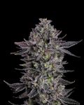 The Scrooge Feminized Seeds