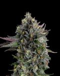 Puffinz Feminized Seeds