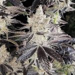 Ethos Cookies R2 Féminisée Semences