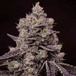 Fanta Sea RBX Feminized Seeds