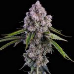 Pepe Silvia R1 Feminized Seeds