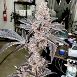 Strawneapple Feminised Seeds