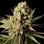 Gorilla Gas F1 Fast Feminised Seeds
