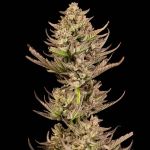 Seedsman Purple Punch F1 Fast Feminised strain