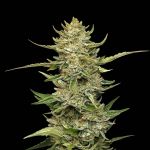 Seedsman Sour Diesel Auto strain