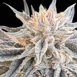 Seedsman Alaskan Do-Si-Dos strain