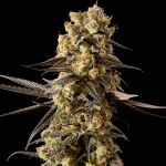 Banana Biscotti F1 Feminizowany Nasiona