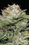 Durban Poison Auto Feminisiert Samen