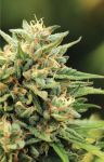 California Sour Diesel Auto Feminizowane Nasiona