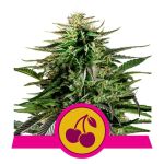 Cherry Pie Feminizowane Nasiona
