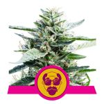 Granddaddy Purple Feminisiert Samen