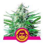 Grape Ape Feminisiert Samen