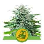 Trainwreck Auto Feminizowane Nasiona