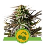 Cherry Pie Auto Feminized Seeds