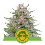 Grape Ape Auto Feminizowane Nasiona