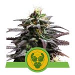 Granddaddy Purple Auto Féminisée Graines