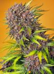 Diablo Rojo XL Auto Feminized Seeds