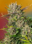 Papaya Zoap Auto Feminized Seeds